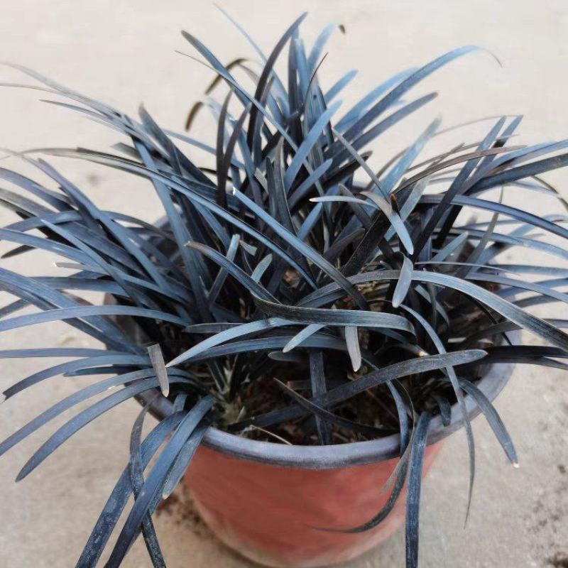 黑龙黑色麦冬草盆栽地被花卉植物庭院阳台盆景铺面耐阴寒常青