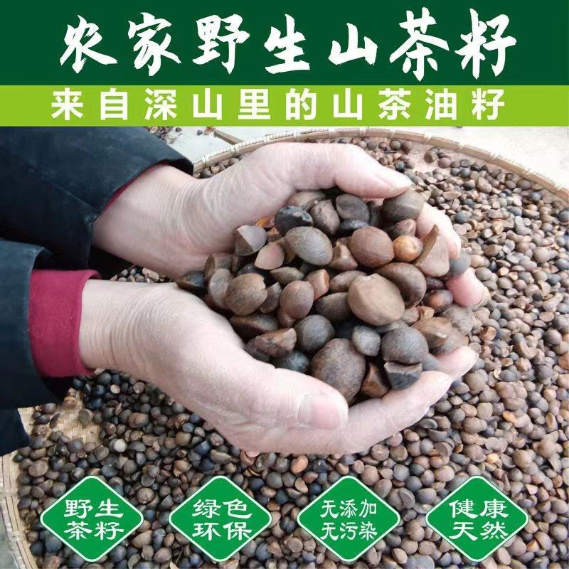 油茶籽山茶籽广西高山茶果，出油率高量大从优电联采购