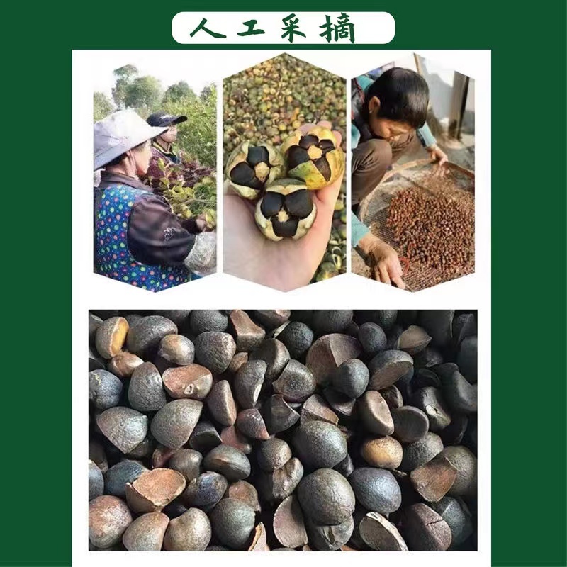 油茶籽山茶籽广西高山茶果，出油率高量大从优电联采购