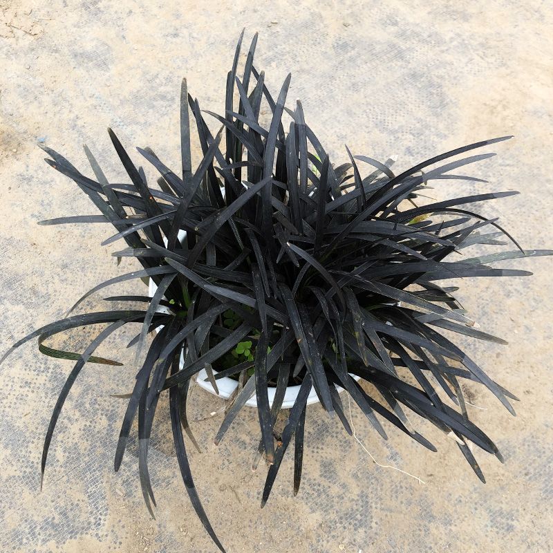黑龙黑色麦冬草盆栽地被花卉植物庭院阳台盆景铺面耐阴寒常青