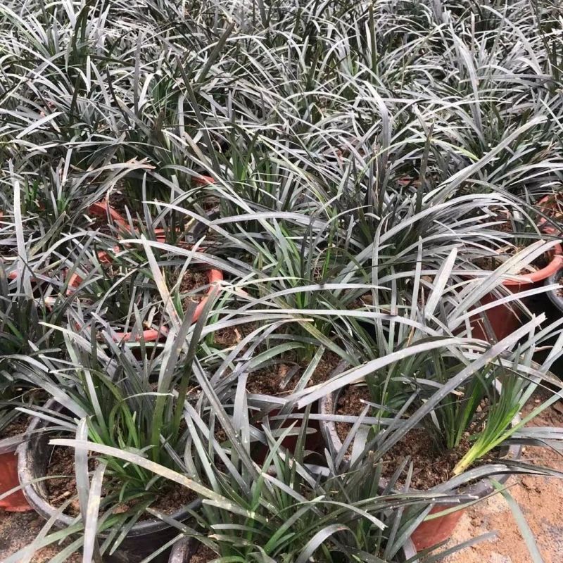 黑龙黑色麦冬草盆栽地被花卉植物庭院阳台盆景铺面耐阴寒常青