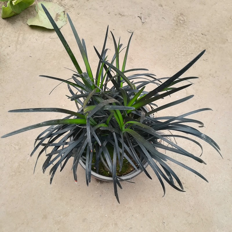 黑龙黑色麦冬草盆栽地被花卉植物庭院阳台盆景铺面耐阴寒常青