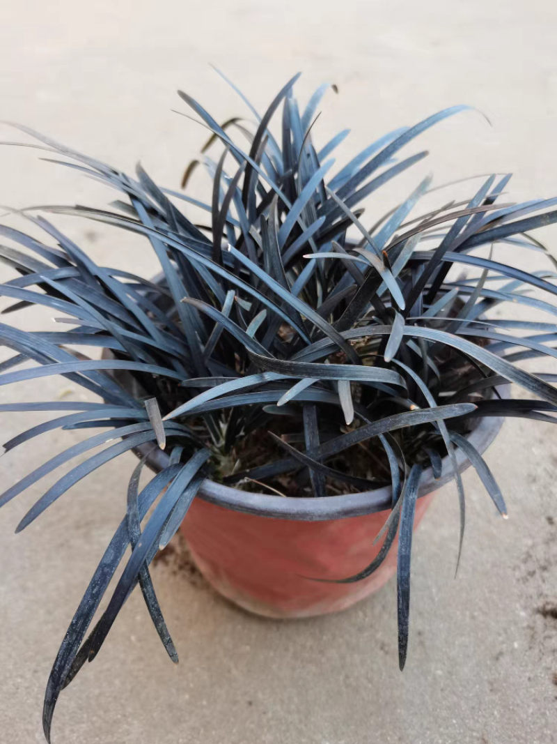 黑龙黑色麦冬草盆栽地被花卉植物庭院阳台盆景铺面耐阴寒常青