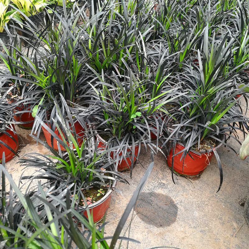 黑龙黑色麦冬草盆栽地被花卉植物庭院阳台盆景铺面耐阴寒常青
