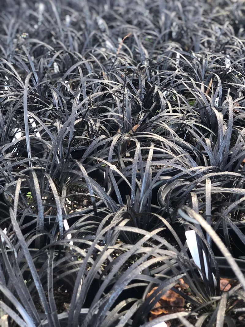 黑龙黑色麦冬草盆栽地被花卉植物庭院阳台盆景铺面耐阴寒常青
