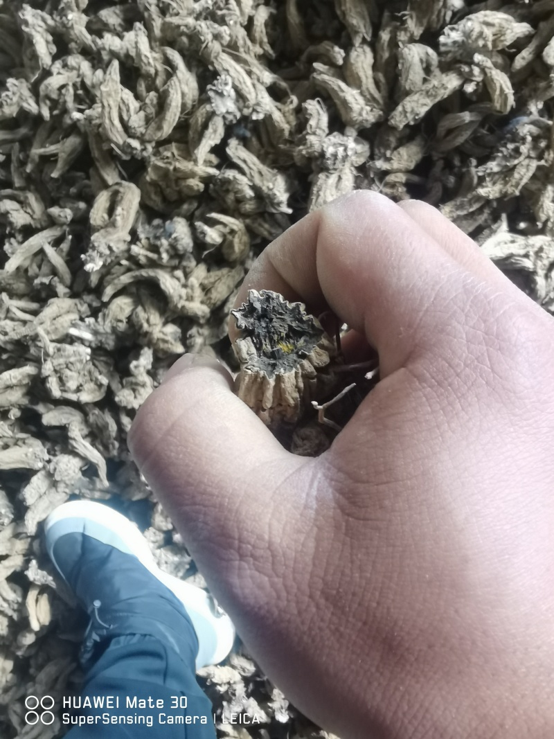 玄参