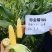 珍金糯199玉米种籽黄色糯玉米种子绿皮大棒软糯香甜黄玉米