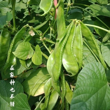 绿菲尔眉豆种子大驴耳朵眉豆种籽绿眉豆扁豆种子春秋季爬藤蔬