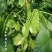 绿菲尔眉豆种子大驴耳朵眉豆种籽绿眉豆扁豆种子春秋季爬藤蔬