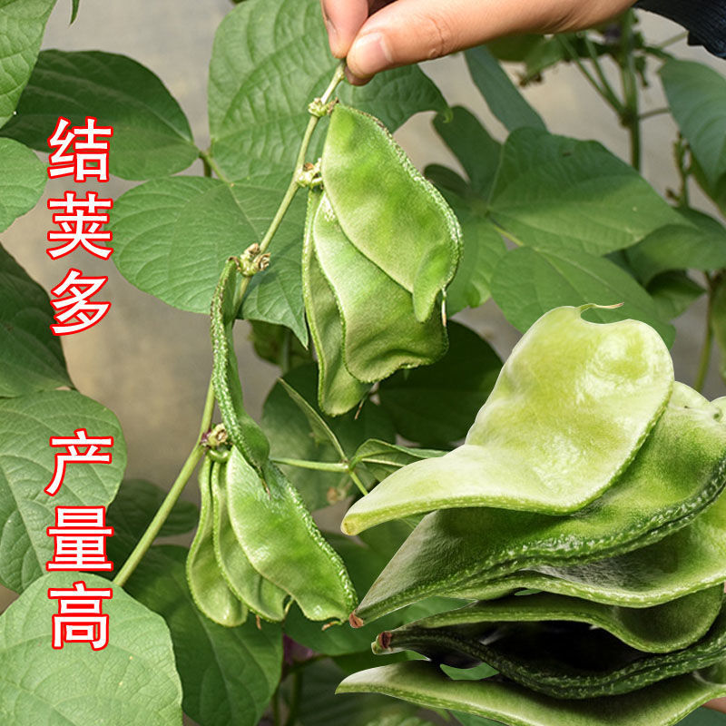 绿菲尔眉豆种子大驴耳朵眉豆种籽绿眉豆扁豆种子春秋季爬藤蔬