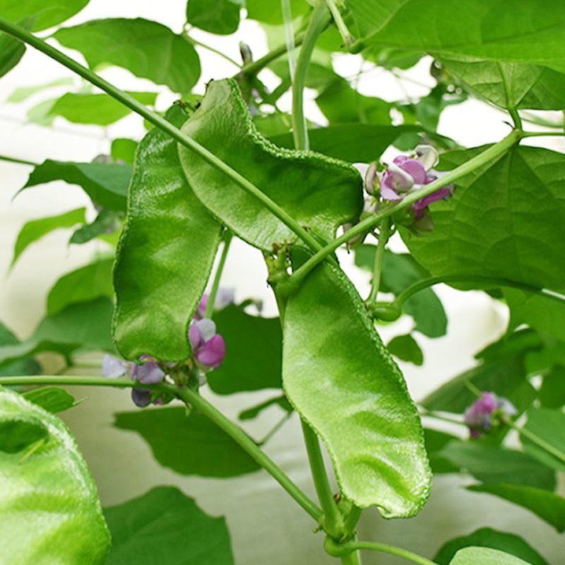 绿菲尔眉豆种子大驴耳朵眉豆种籽绿眉豆扁豆种子春秋季爬藤蔬