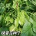 绿菲尔眉豆种子大驴耳朵眉豆种籽绿眉豆扁豆种子春秋季爬藤蔬