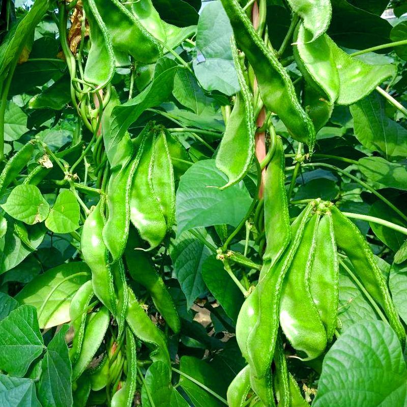 绿菲尔眉豆种子大驴耳朵眉豆种籽绿眉豆扁豆种子春秋季爬藤蔬