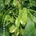绿菲尔眉豆种子大驴耳朵眉豆种籽绿眉豆扁豆种子春秋季爬藤蔬