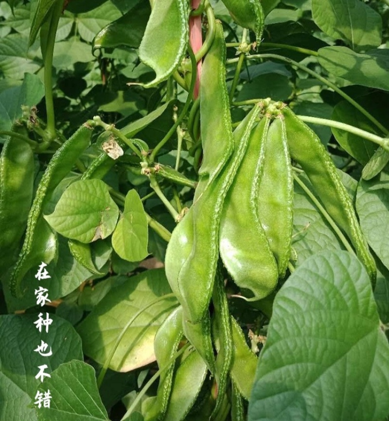 绿菲尔眉豆种子大驴耳朵眉豆种籽绿眉豆扁豆种子春秋季爬藤蔬