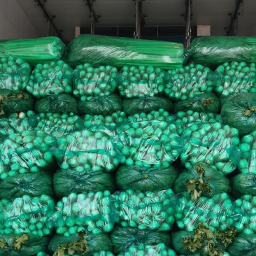 河南商丘夏邑精品西芹大量上市需要联系