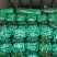 河南商丘夏邑精品西芹大量上市需要联系