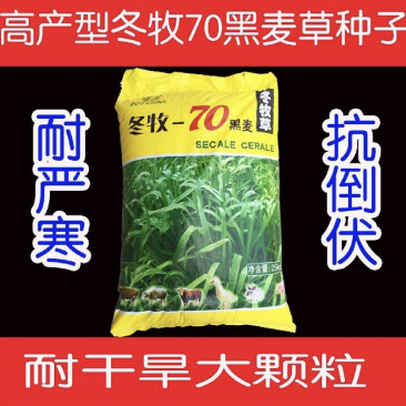 牧草种子多年生黑麦草种子四季种植养高产耐寒冬牧70种子