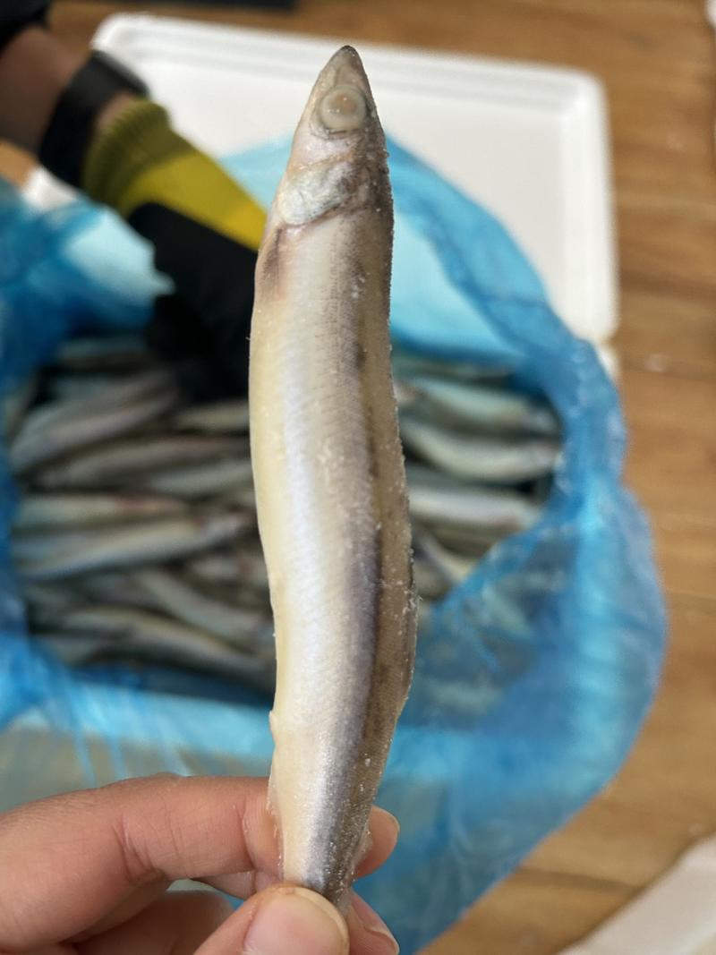 多春鱼满籽新鲜商用海鱼多籽冷冻烧烤食材海鲜水产毛鳞鱼单冻