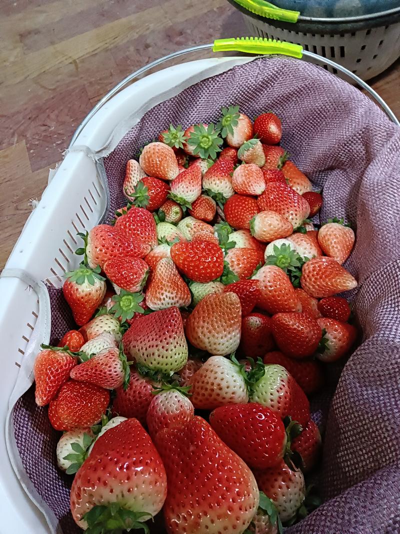自家草莓