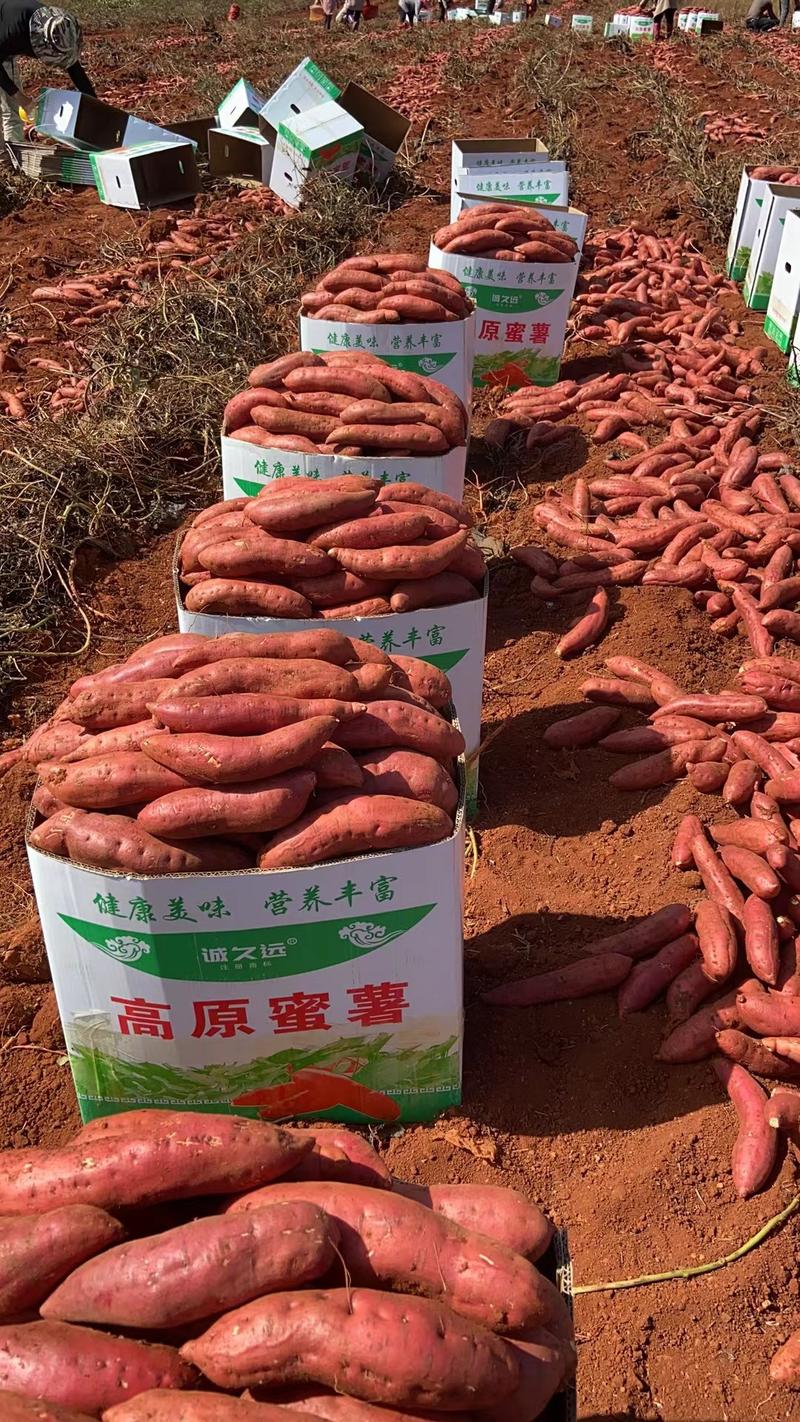 云南红薯高原蜜薯千亩基地直供电商商超可全国发货