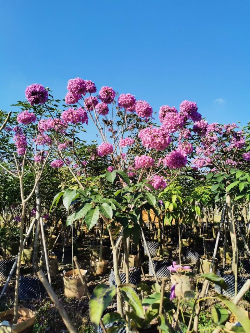 紫花风铃木
