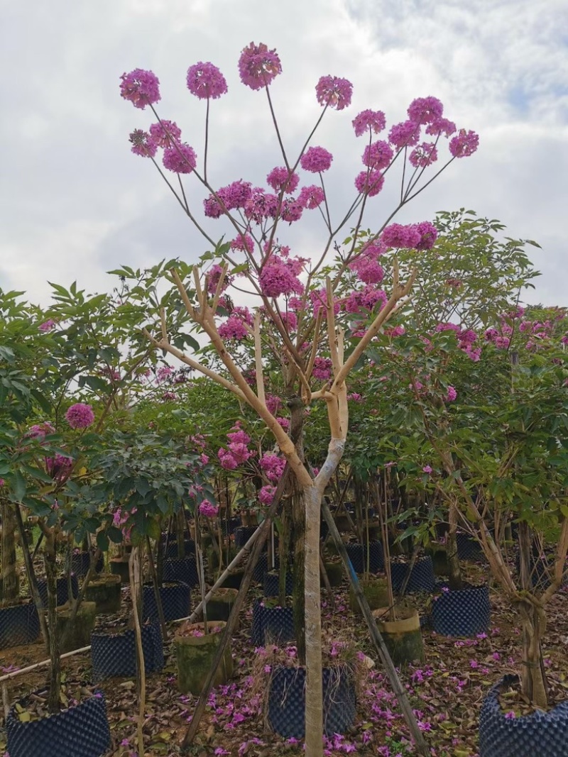 紫花风铃木