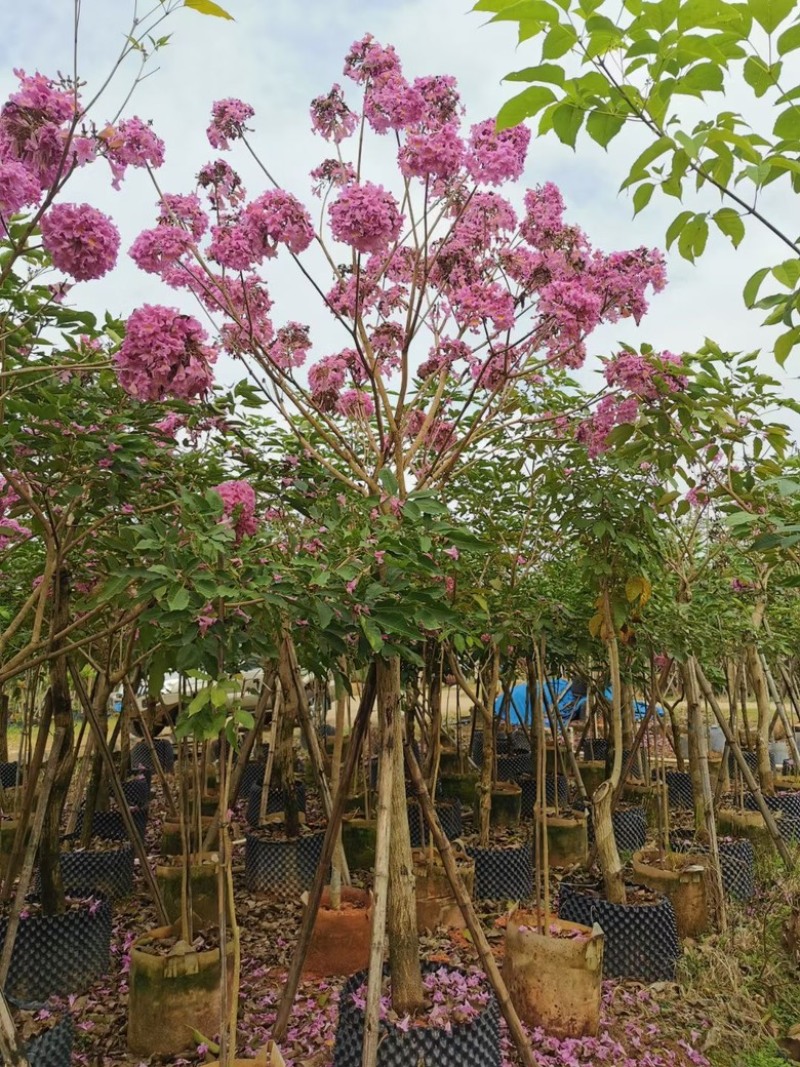 紫花风铃木