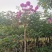 紫花风铃木