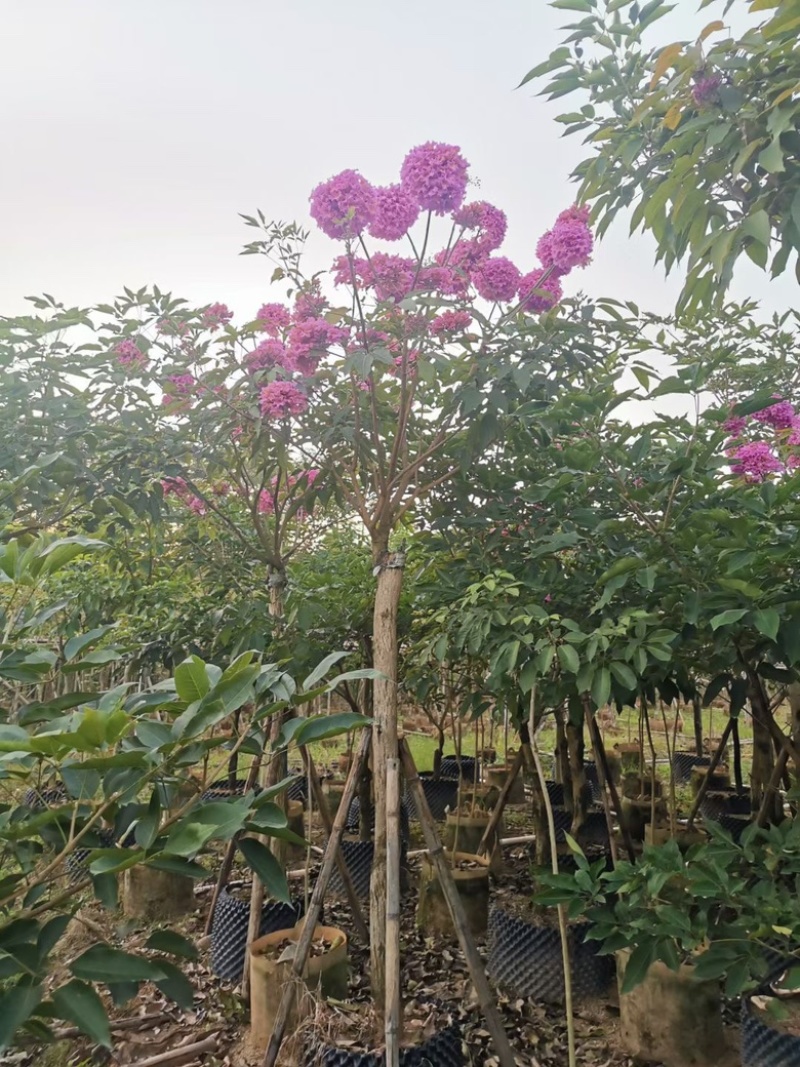 紫花风铃木