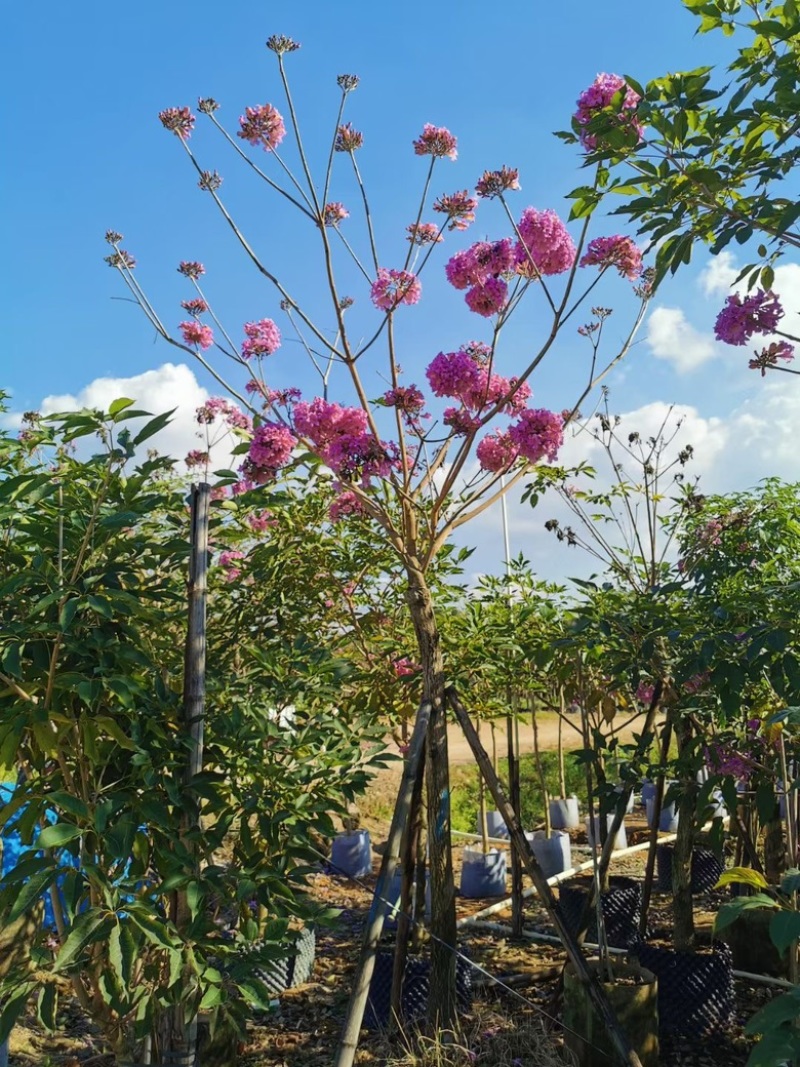紫花风铃木
