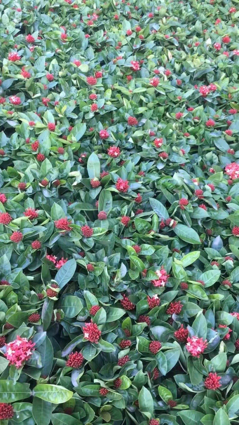 龙船花