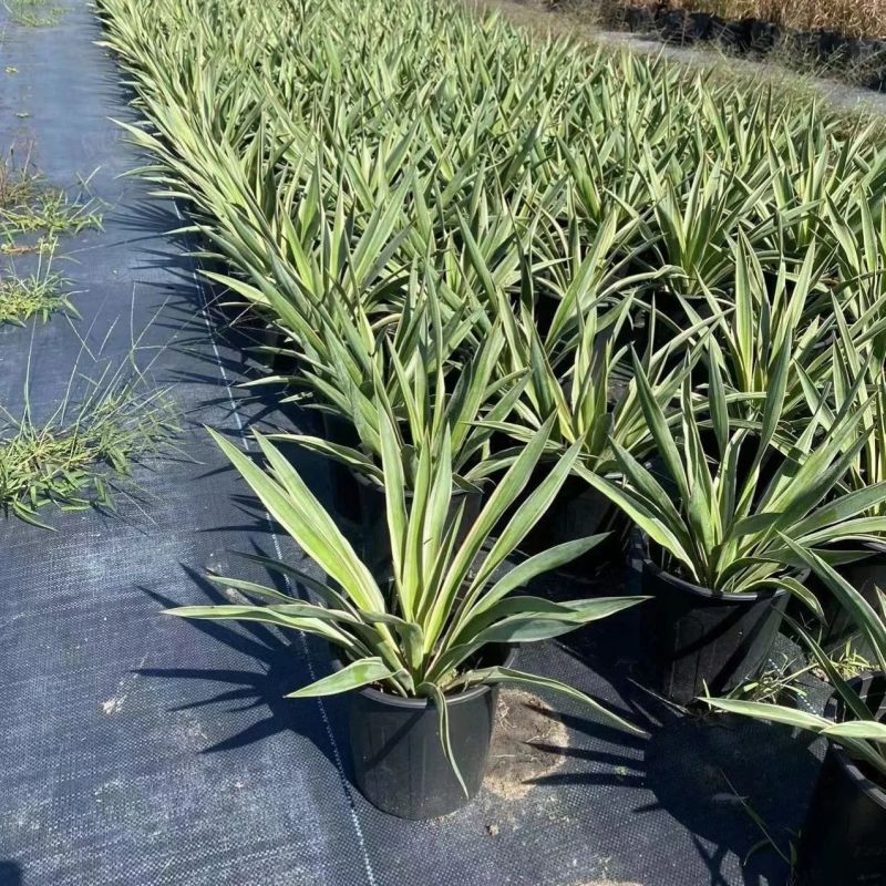 金边凤尾兰盆栽龙舌兰花镜植物庭院花园地被宿根花卉金叶斯兰