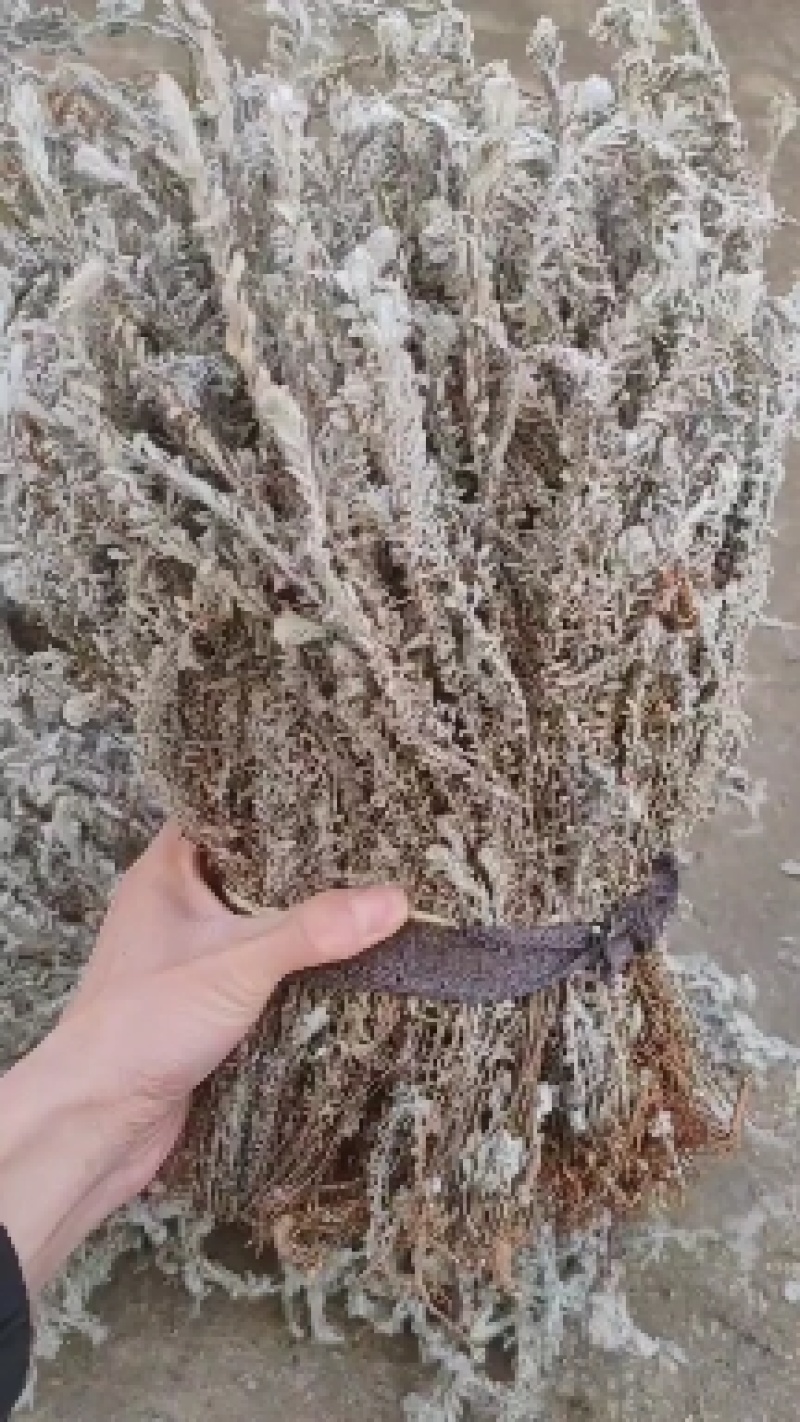 鹿茸草纯净全干白毛鹿茸草沙氏鹿茸草六月霜