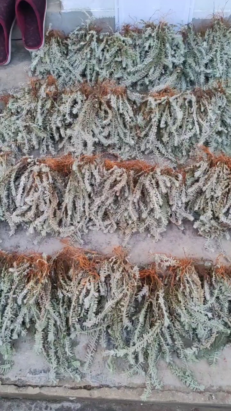 鹿茸草纯净全干白毛鹿茸草沙氏鹿茸草六月霜