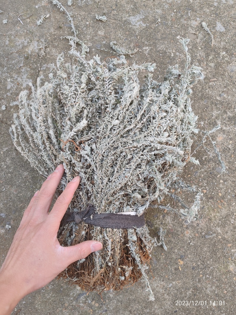 鹿茸草纯净全干白毛鹿茸草沙氏鹿茸草六月霜