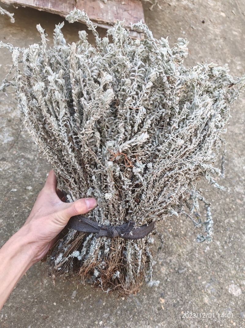 鹿茸草纯净全干白毛鹿茸草沙氏鹿茸草六月霜
