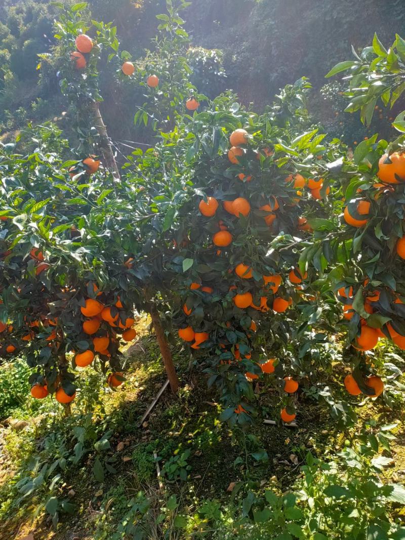 产地大量沃柑，砂糖橘，默科特等……多种品种上市中