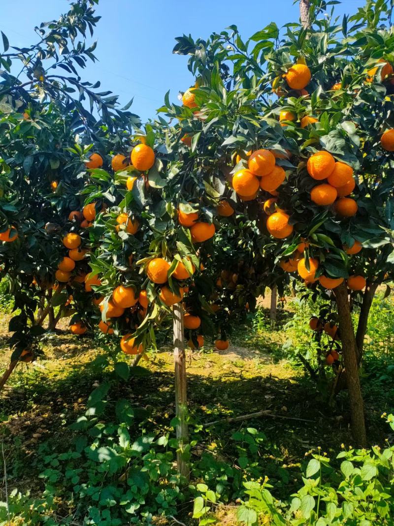 产地大量沃柑，砂糖橘，默科特等……多种品种上市中