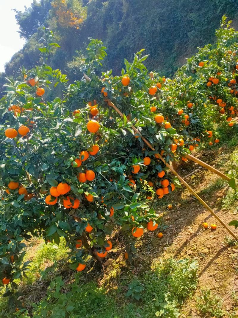 产地大量沃柑，砂糖橘，默科特等……多种品种上市中