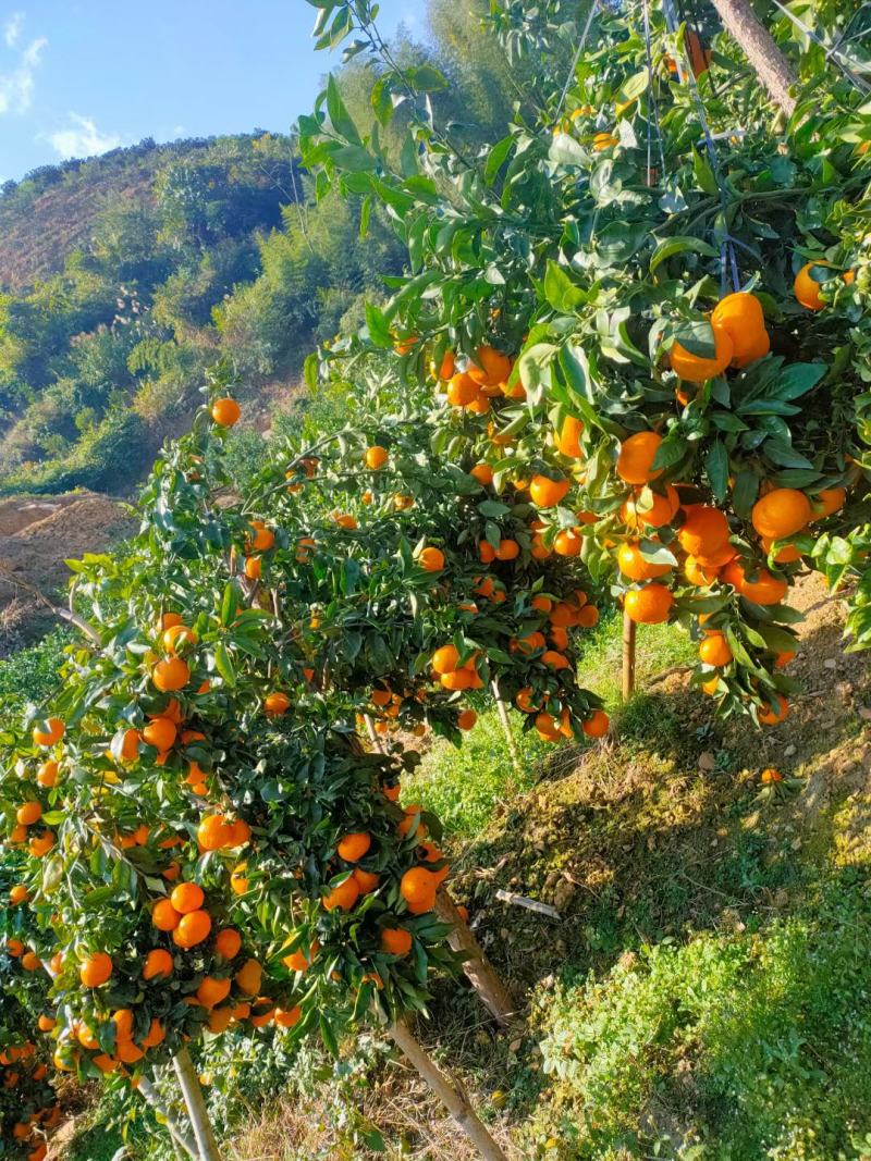 产地大量沃柑，砂糖橘，默科特等……多种品种上市中