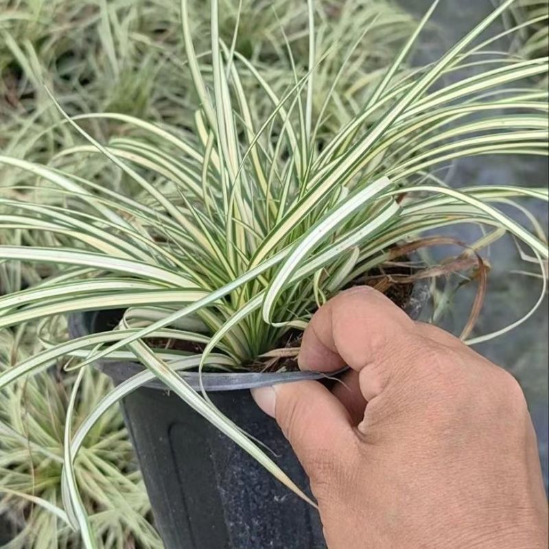 观赏草埃弗里斯特盆栽耐寒耐热耐旱多年生常绿花镜植物