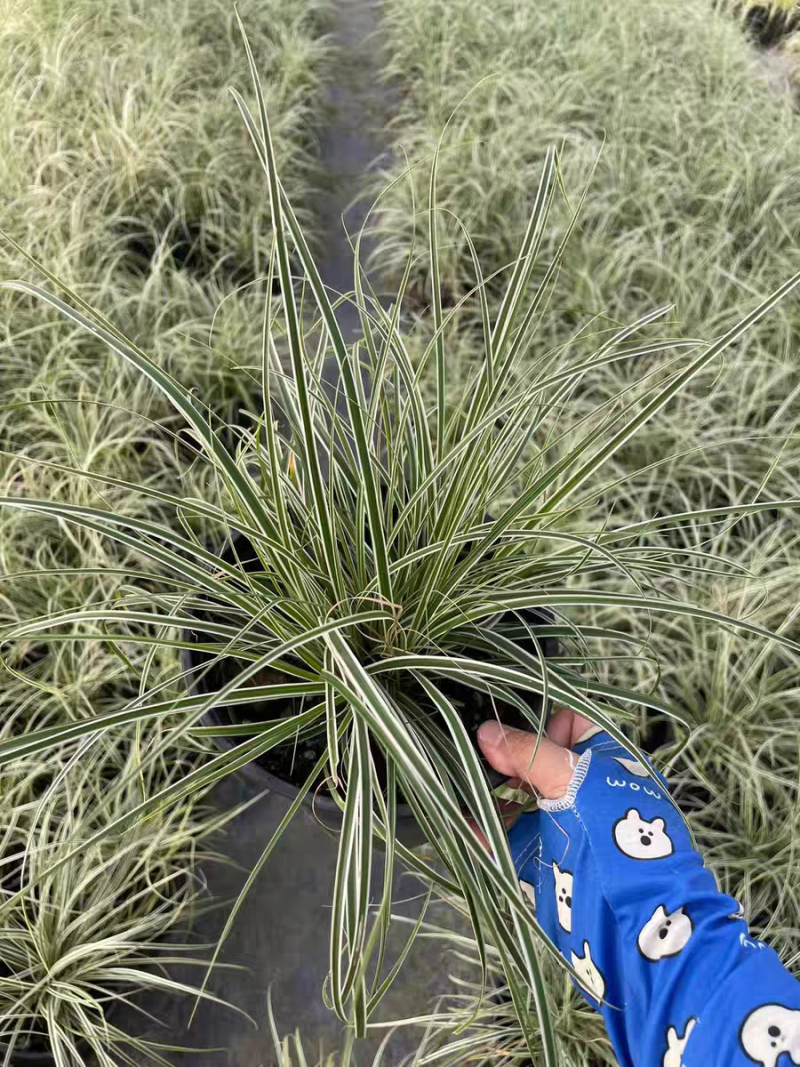 观赏草埃弗里斯特盆栽耐寒耐热耐旱多年生常绿花镜植物