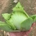 横县万亩包心芥菜大量上市，欢迎全国各地老板前来采购。