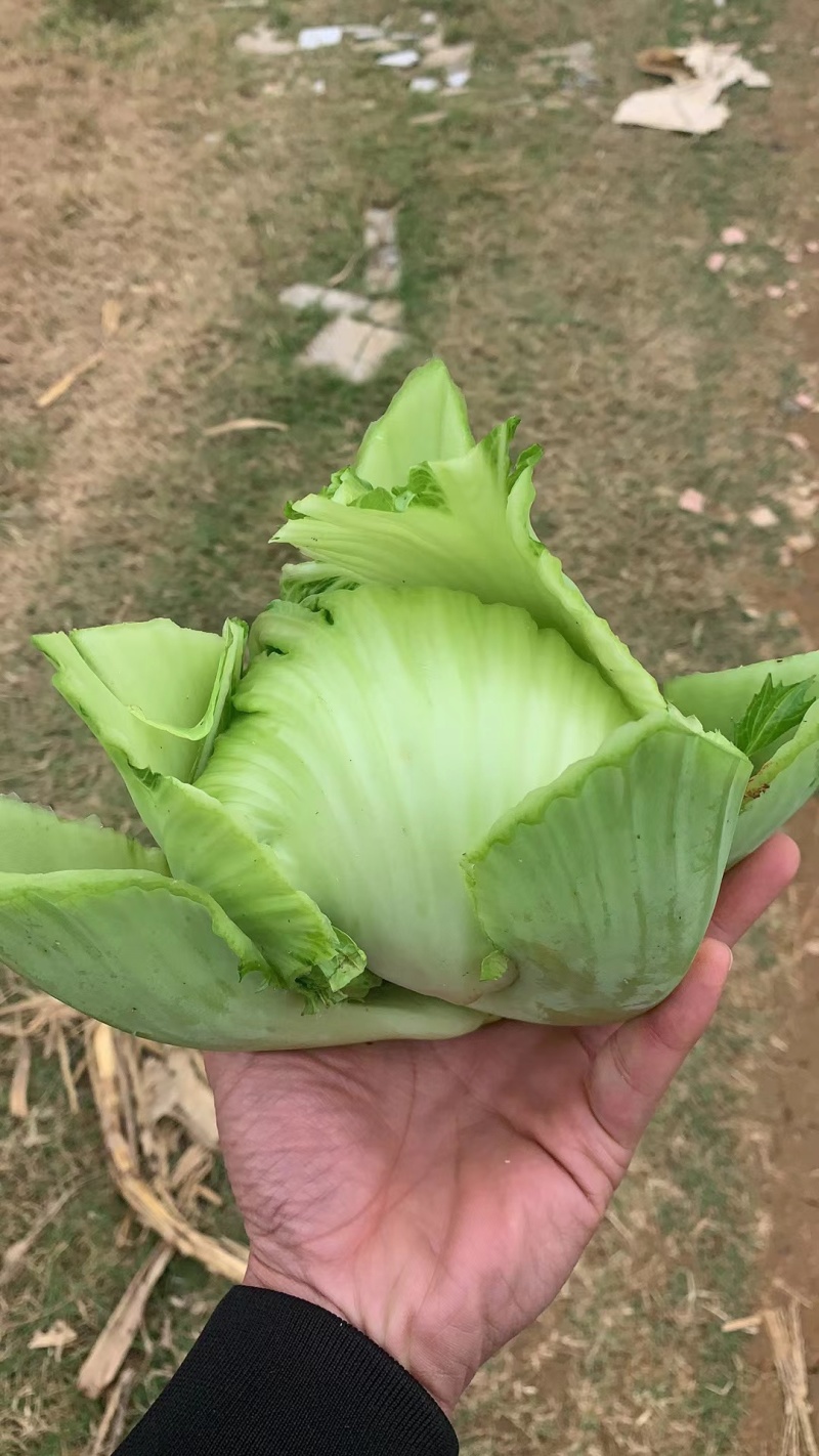 横县万亩包心芥菜大量上市，欢迎全国各地老板前来采购。