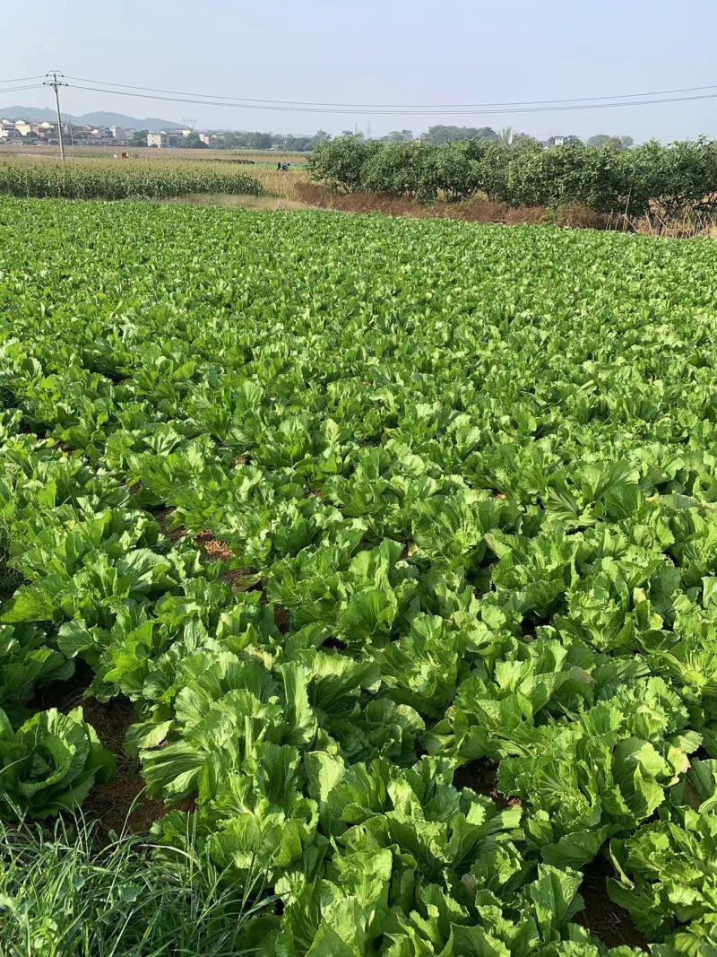 横县万亩包心芥菜大量上市，欢迎全国各地老板前来采购。