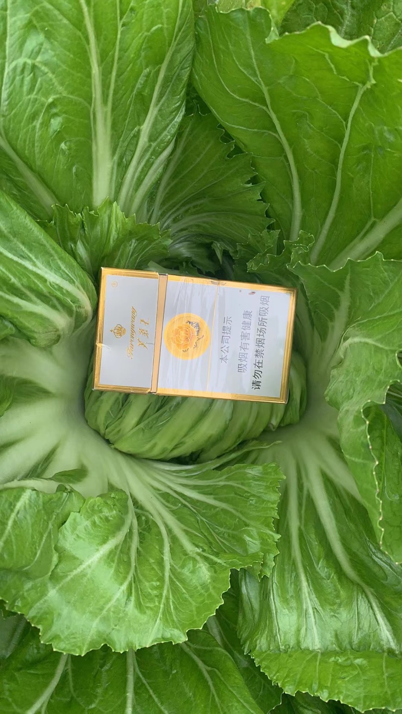 横县万亩包心芥菜大量上市，欢迎全国各地老板前来采购。
