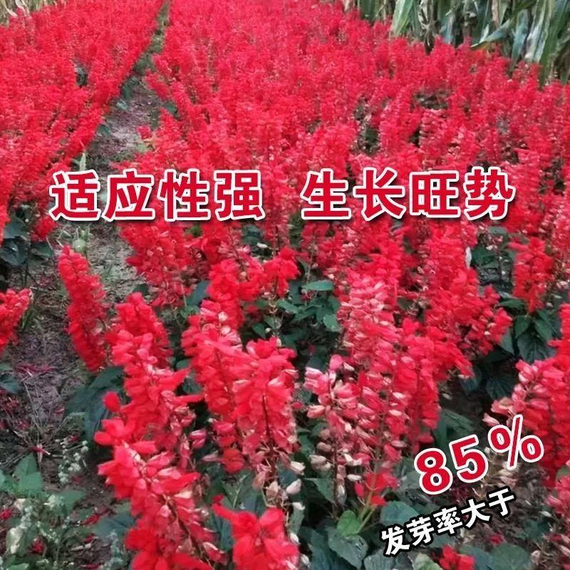 红花鼠尾草花种子四季播种多年生宿根阳台庭院景观花卉一串红