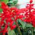 红花鼠尾草花种子四季播种多年生宿根阳台庭院景观花卉一串红