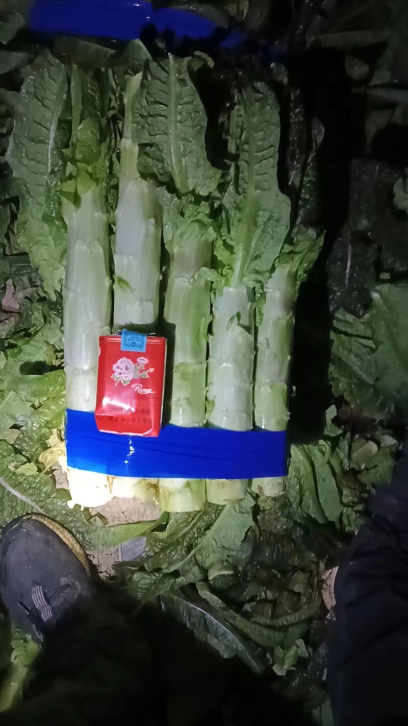 精品莴苣